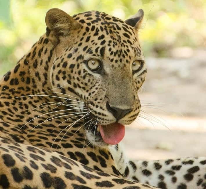 From Tangalle / Hiriketiya - Yala Safari - Drop-off : Ella - Wildlife viewing requires a respectful distance