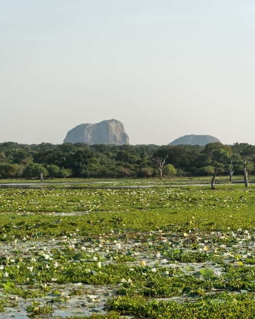 From Tangalle / Hiriketiya - Yala Safari - Drop-off : Ella - Who will get the most from this safari?
