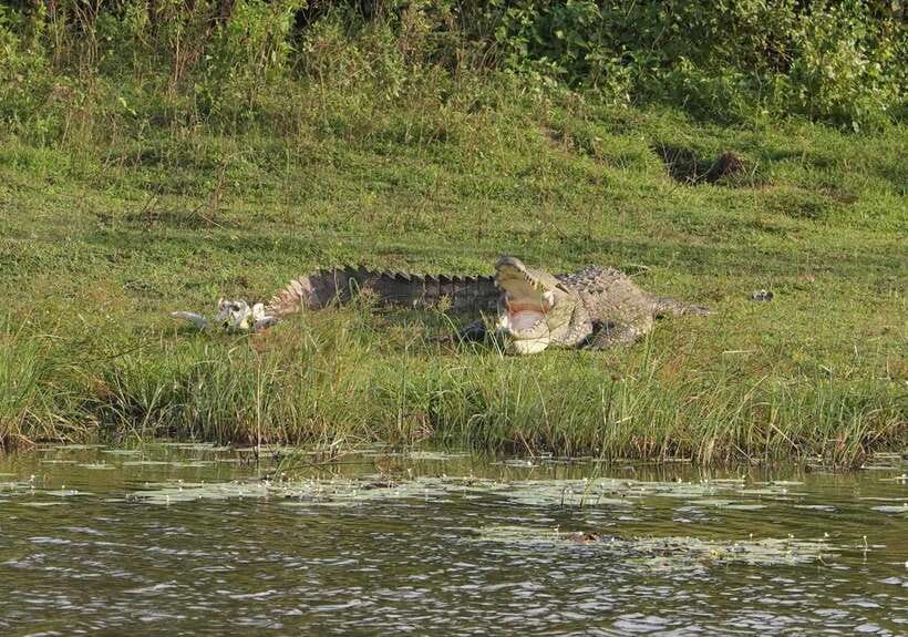 From Tangalle / Hiriketiya : Yala Safari tour & Drop - Ella - Why this Yala trip is useful for a south coast to Ella journey