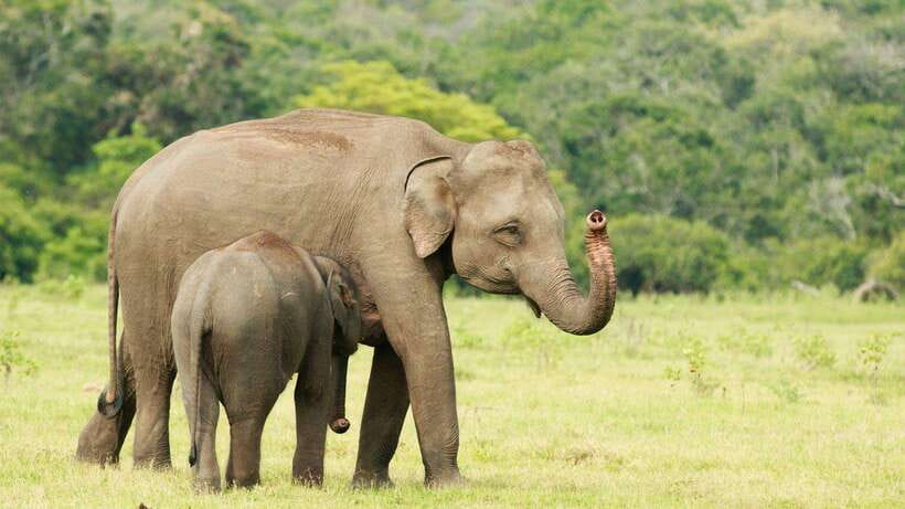 From Tangalle / Hiriketiya : Yala Safari tour & Drop - Ella - Food, timing, and small details that matter