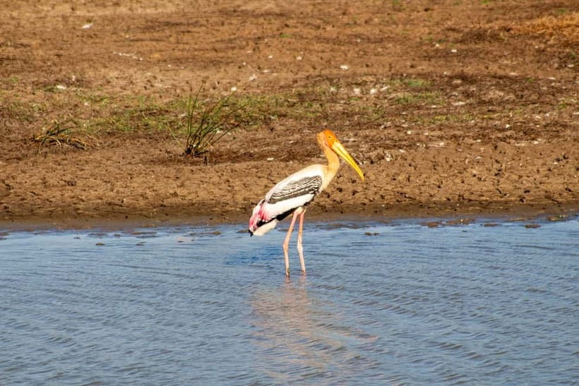 From Tangalle/ Hiriketiya: Yala Safari with Drop: Ella - The real price: $11 plus the park charge