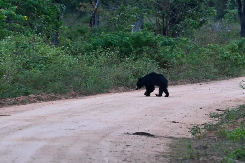 From Tangalle/ Hiriketiya: Yala Safari with Drop: Ella - What the mixed experience tells you