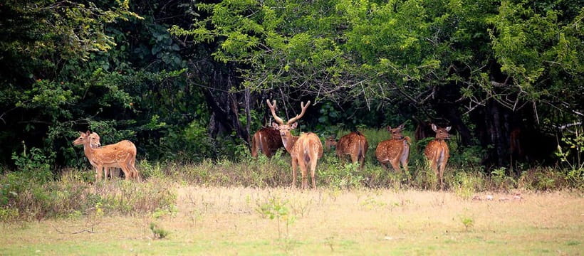 From Tangalle/ Hiriketiya: Yala Safari with Drop: Ella - Should you book the Hiriketiya to Yala to Ella route?