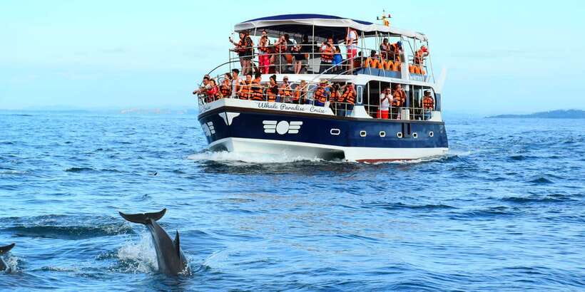 From Tangalle: Mirissa Whale Watching Tour with Breakfast - Key points before you book