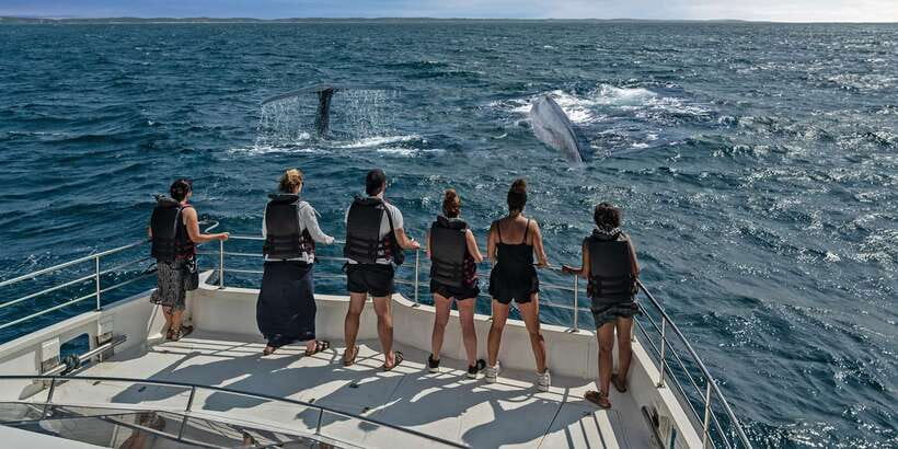 From Tangalle: Mirissa Whale Watching Tour with Breakfast - Booking details that matter