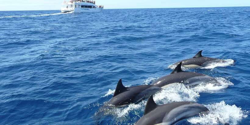 From Tangalle: Mirissa Whale Watching Tour with Breakfast - Leaving Tangalle for a morning at sea