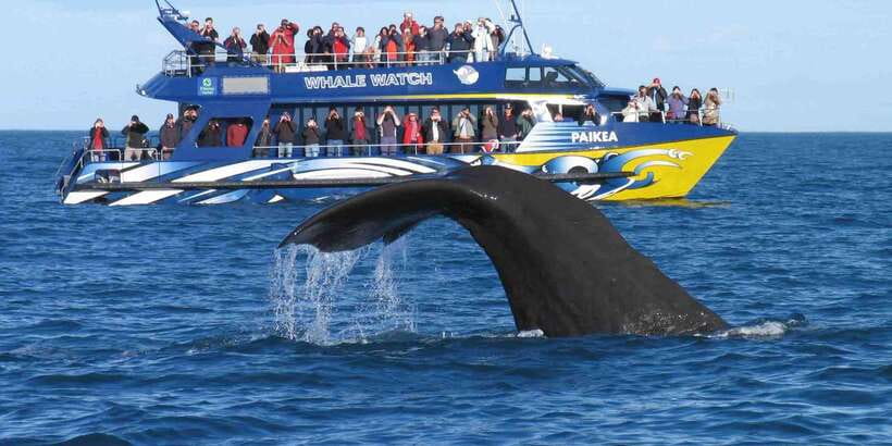 From Tangalle: Mirissa Whale Watching Tour with Breakfast - Searching for blue whales and dolphins
