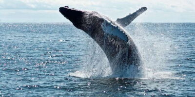 Mirissa Whale Watching Tour with Breakfast