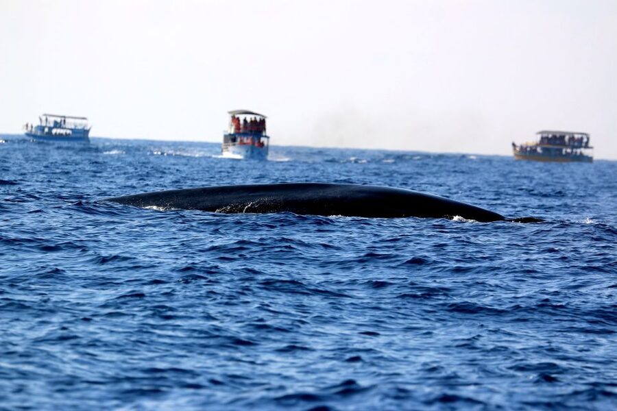 From Tangalle: Mirissa Whale Watching Tour with Breakfast - Breakfast on the boat