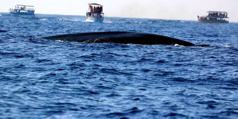 From Tangalle: Mirissa Whale Watching Tour with Breakfast - What the $153 price really buys