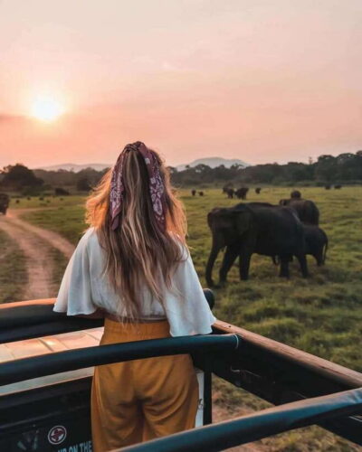 Minneriya / Kaudulla Elephant Safari