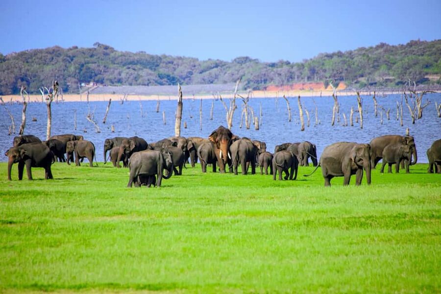 From Trincomalee: Minneriya National Park 4X4 Jeep Safari - Key points to know before you book