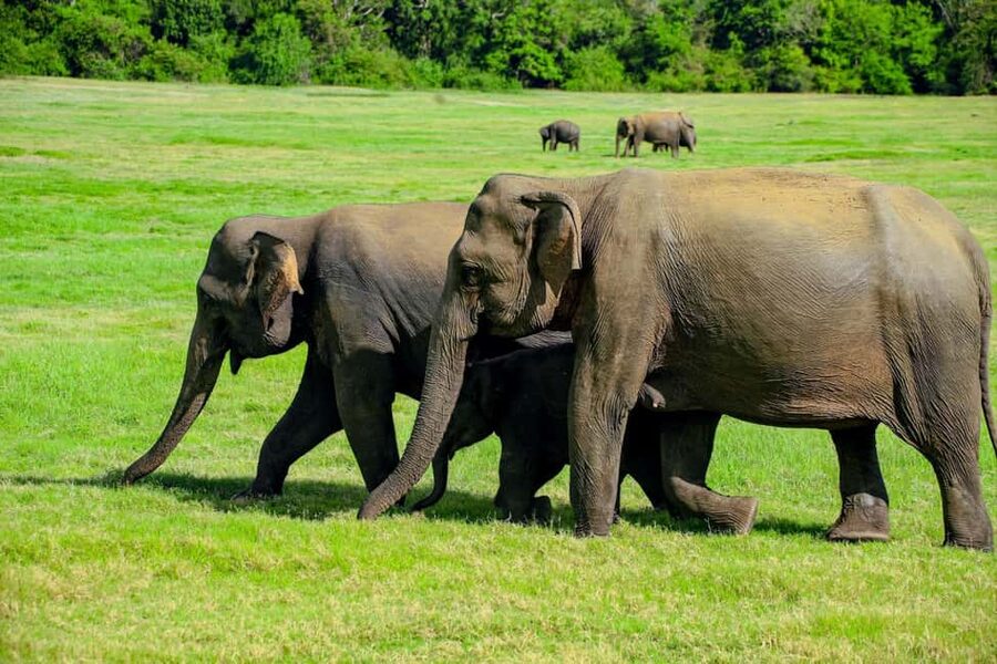 From Trincomalee: Minneriya National Park 4X4 Jeep Safari - Why Minneriya is worth the long ride from Trincomalee