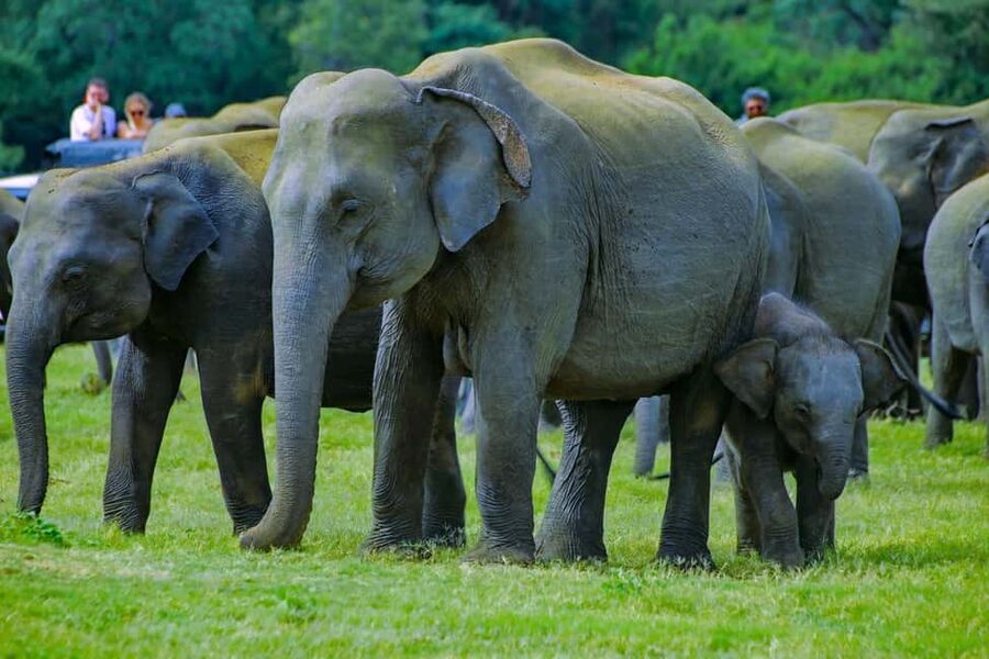 From Trincomalee: Minneriya National Park 4X4 Jeep Safari - The three-hour game drive inside Minneriya