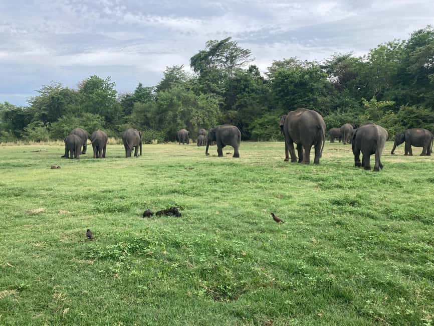 From Trincomalee: Minneriya National Park 4X4 Jeep Safari - Ticket queues and the risk of lost safari time