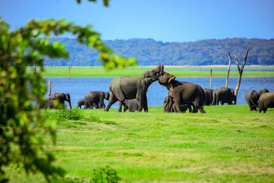 From Trincomalee: Minneriya National Park 4X4 Jeep Safari - What the guide adds to the experience