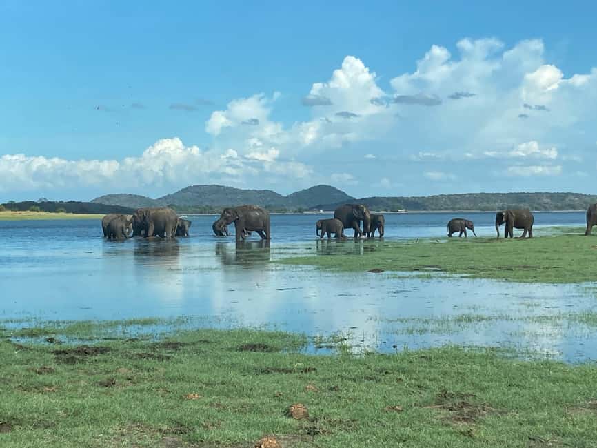 From Trincomalee: Minneriya National Park 4X4 Jeep Safari - Booking details that affect your decision