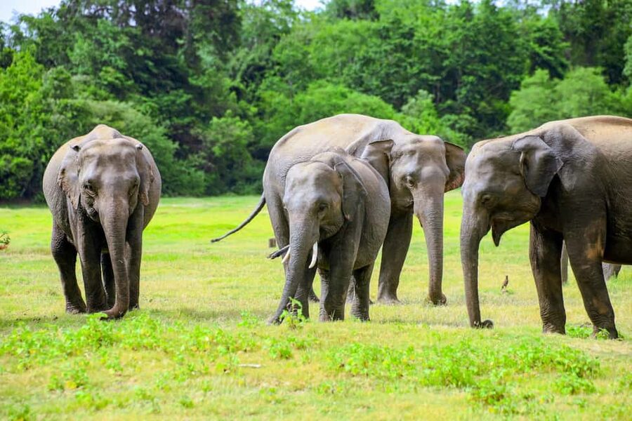 From Trincomalee: Minneriya National Park 4X4 Jeep Safari - Should you book the Minneriya jeep safari?