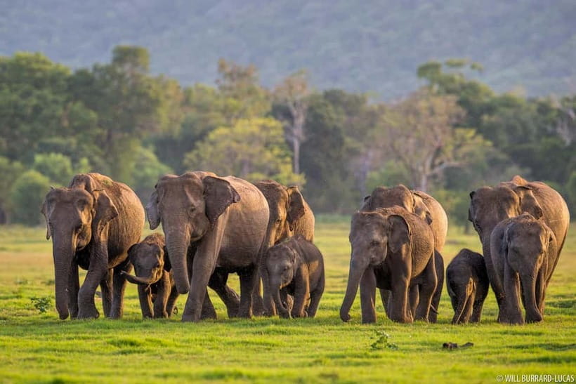From Trincomalee: Village Tour & Minneriya Elephant Safari - Key points at a glance