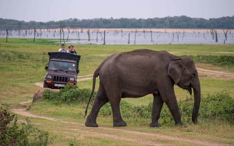 From Trincomalee: Village Tour & Minneriya Elephant Safari - Why this Trincomalee day trip works