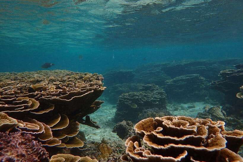 From Uppuveli Beach: Pigeon Island Snorkeling Tour - The guide makes the difference