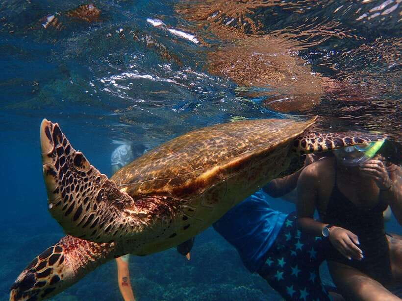 From Uppuveli Beach: Pigeon Island Snorkeling Tour - The real issue: crowds and limited facilities
