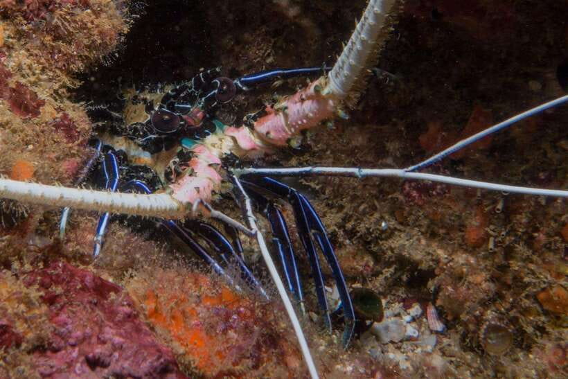 From Uppuveli Beach: Pigeon Island Snorkeling Tour - Is the $50 price fair?