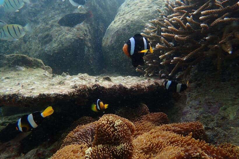From Uppuveli Beach: Pigeon Island Snorkeling Tour - Should you book the Pigeon Island tour?