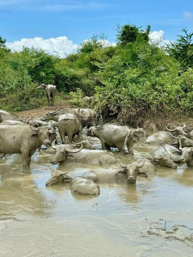 From Weligama : Udawalawa National Park Safari Tour - Key points to know before booking