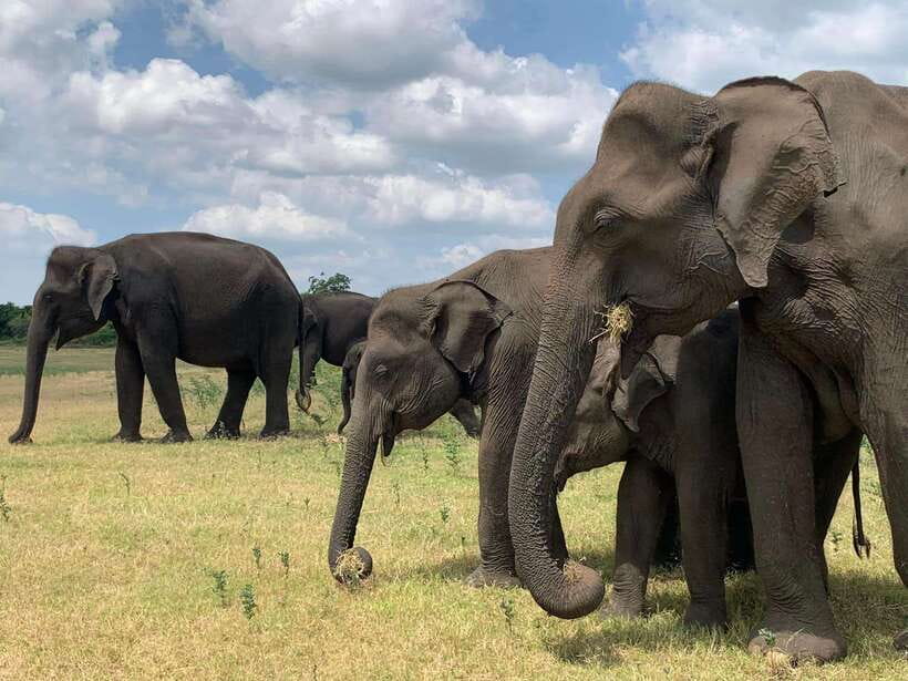 From Weligama : Udawalawa National Park Safari Tour - Why Udawalawe makes sense from Weligama