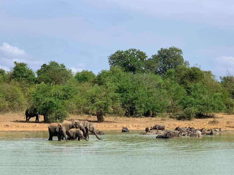 From Weligama : Udawalawa National Park Safari Tour - The Elephant Transit Home visit