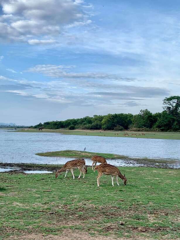 From Weligama : Udawalawa National Park Safari Tour - The real cost: $72 plus about $37