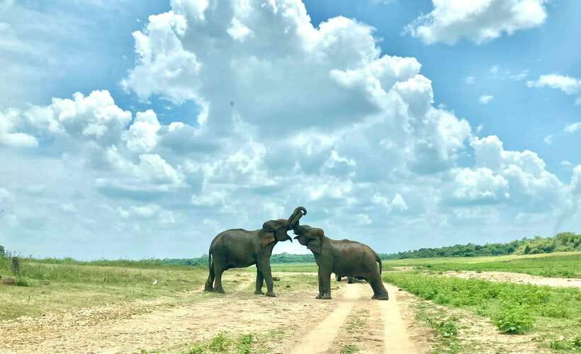 From Weligama : Udawalawa National Park Safari Tour - Who will enjoy this day most