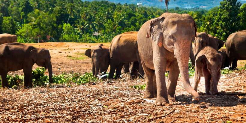From west coast: Kandy, Tooth temple, Botanical & Tea garden - Why Kandy makes this long day worthwhile