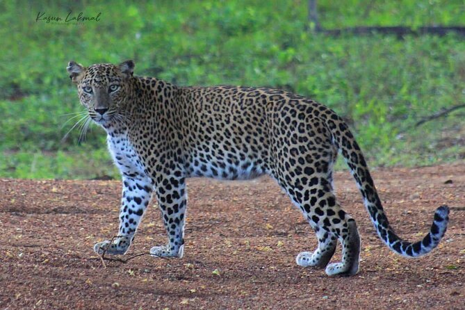 Full day / Half Day WildlifeAdventure in Yala-National-Park - Yala’s leopards set the agenda