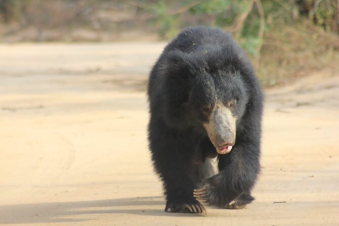 Full day / Half Day WildlifeAdventure in Yala-National-Park - What the half-day safari can realistically deliver