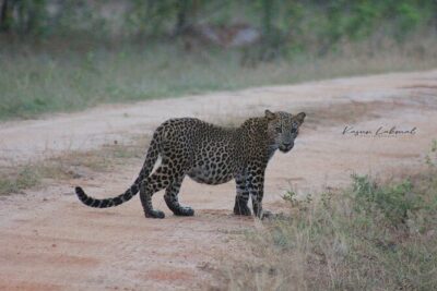 Full day / Half Day WildlifeAdventure in Yala-National-Park
