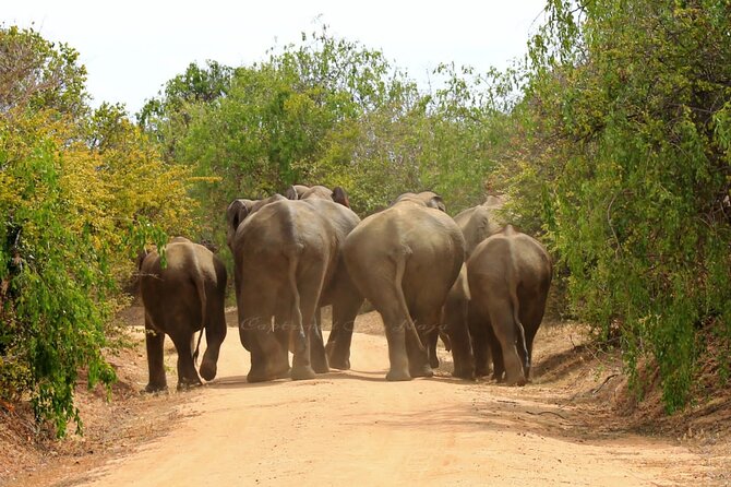 Full day / Half Day WildlifeAdventure in Yala-National-Park - Full-day options and the leopard focus