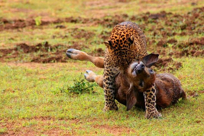 Full day / Half Day WildlifeAdventure in Yala-National-Park - Wildlife highlights beyond the big cats