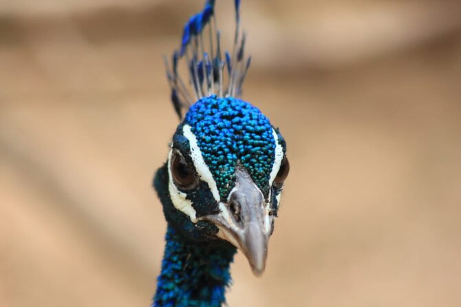 Full day / Half Day WildlifeAdventure in Yala-National-Park - Crowds, conservation, and the honest trade-off