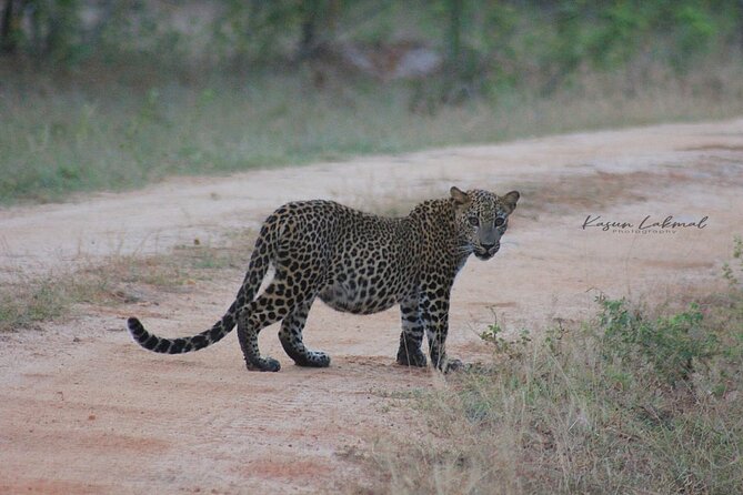 Full day / Half Day WildlifeAdventure in Yala-National-Park - The 5 AM pickup and the road to the gate