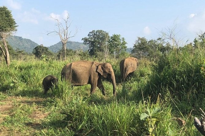 Full-Day Minneriya and Kaudulla National Parks Private Safari - What the $28 price really covers