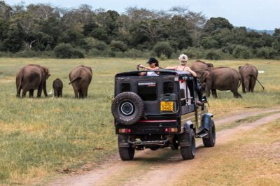 Full-Day Minneriya and Kaudulla National Parks Private Safari