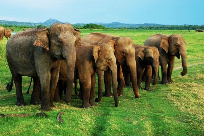 Full-Day Minneriya and Kaudulla National Parks Private Safari - Timing, photographs, and realistic expectations