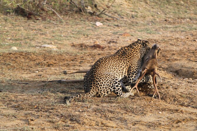 Full Day Safari ( The Best for Leopards ) in Yala - Key points to know before booking