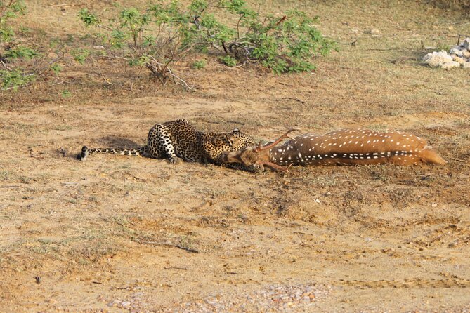 Full Day Safari ( The Best for Leopards ) in Yala - What happens from hotel pickup to the park gate