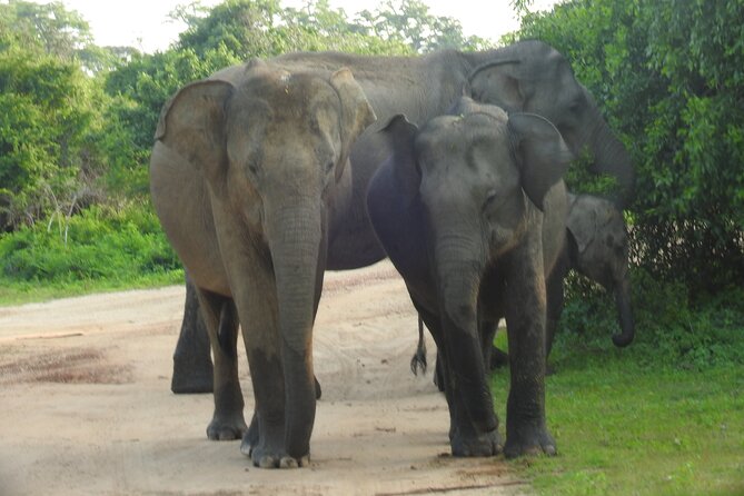 Full Day Safari ( The Best for Leopards ) in Yala - The wildlife you may see between big sightings
