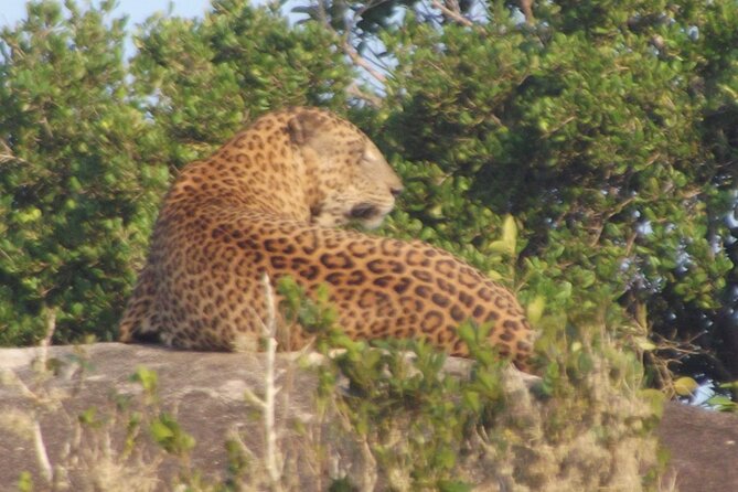 Full Day Safari ( The Best for Leopards ) in Yala - Breakfast and lunch keep the long day manageable