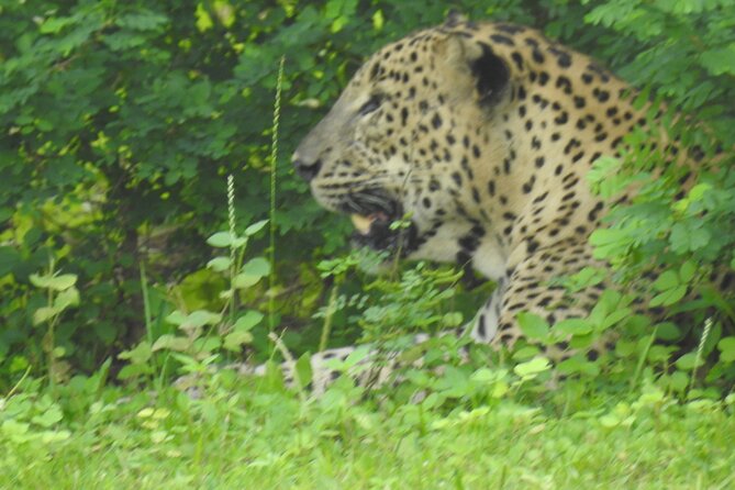 Full Day Safari ( The Best for Leopards ) in Yala - How much value do you get for $60?