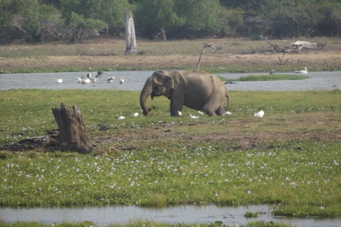 Full Day Safari ( The Best for Leopards ) in Yala - The guides make the difference